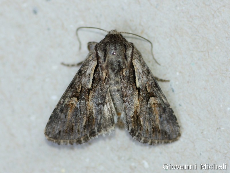 Conferma Chloantha hyperici Noctuidae